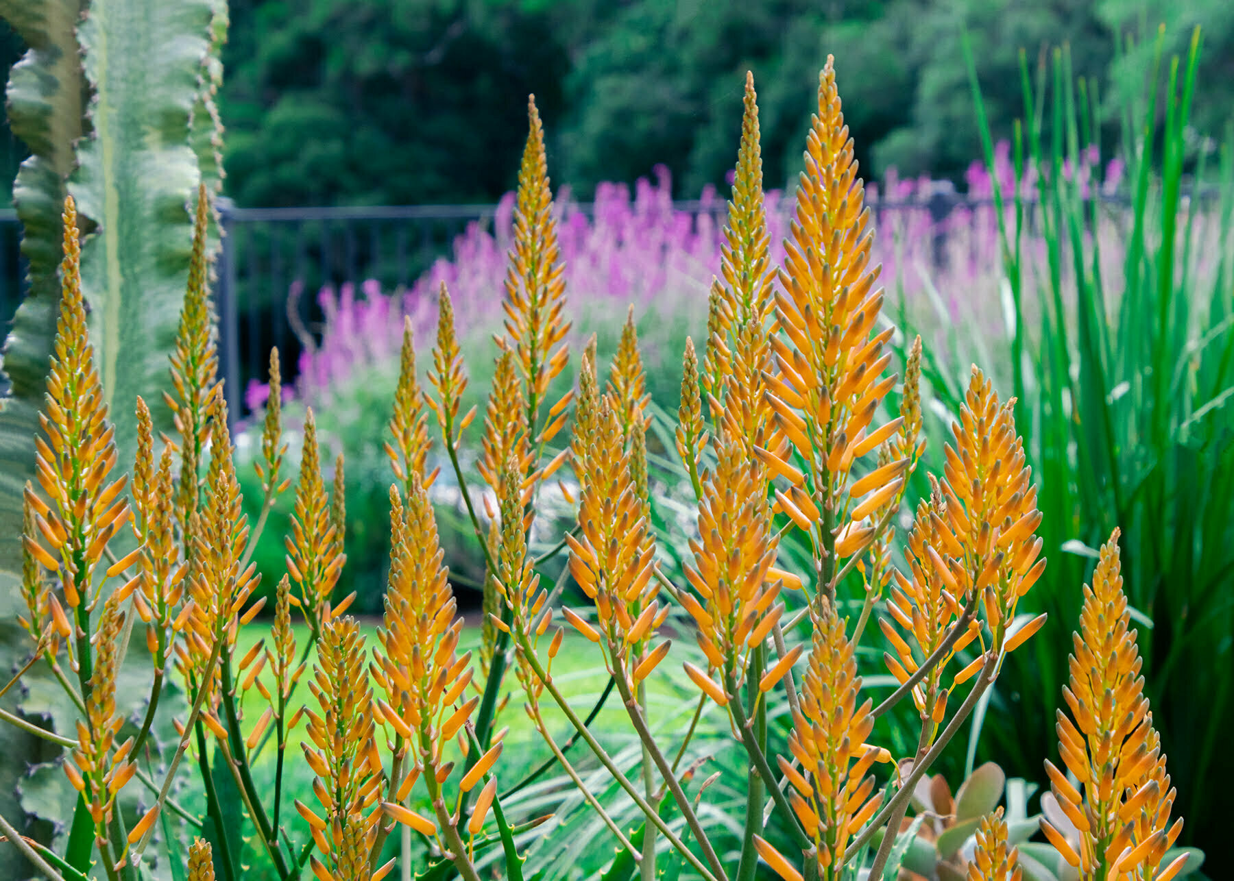 Woolgoolga Family & Pool Garden Garden Expressions